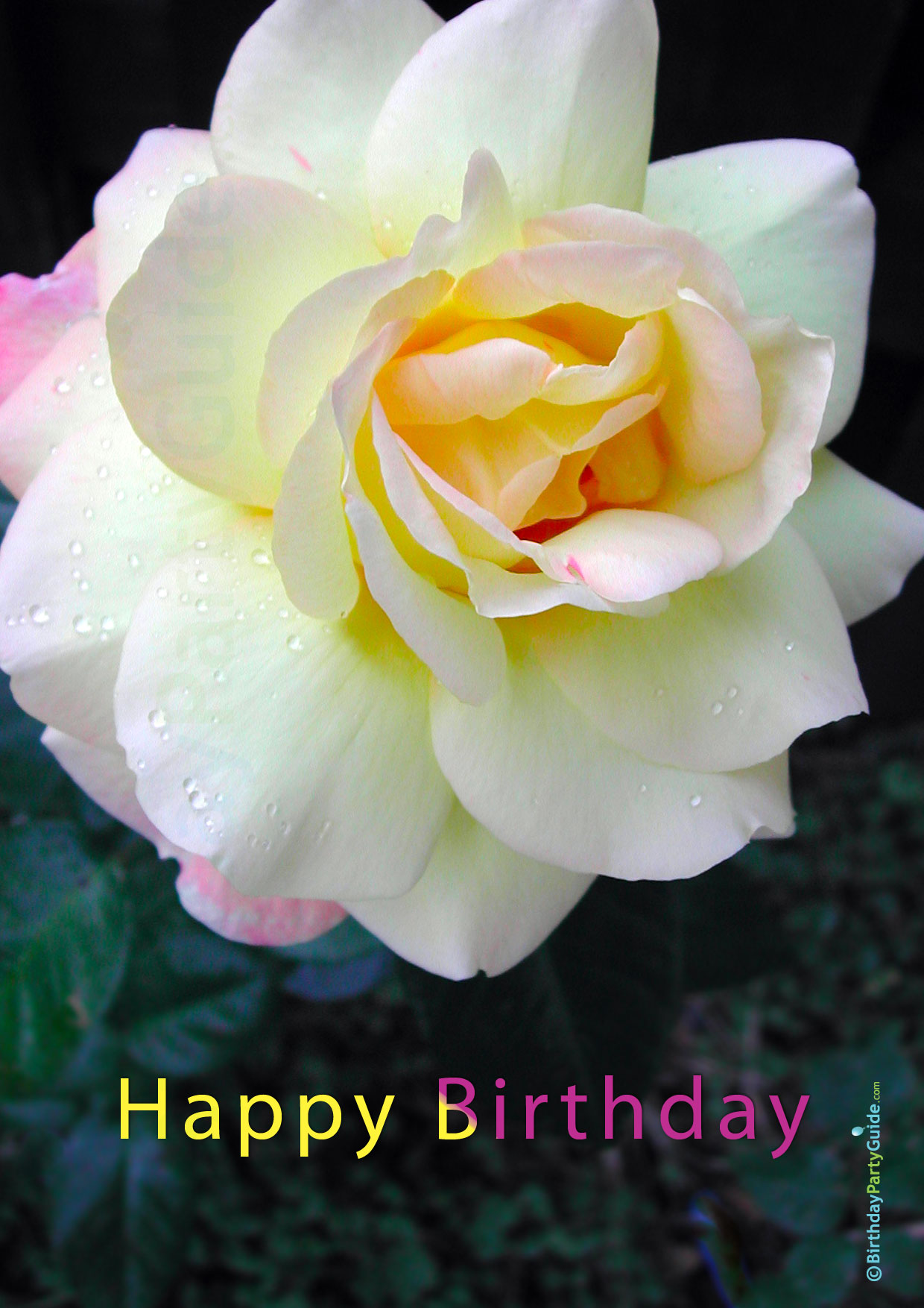 Birthday Card Rose